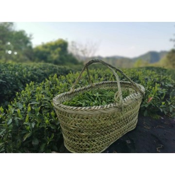 songluo vert - thé printemps 2021 -